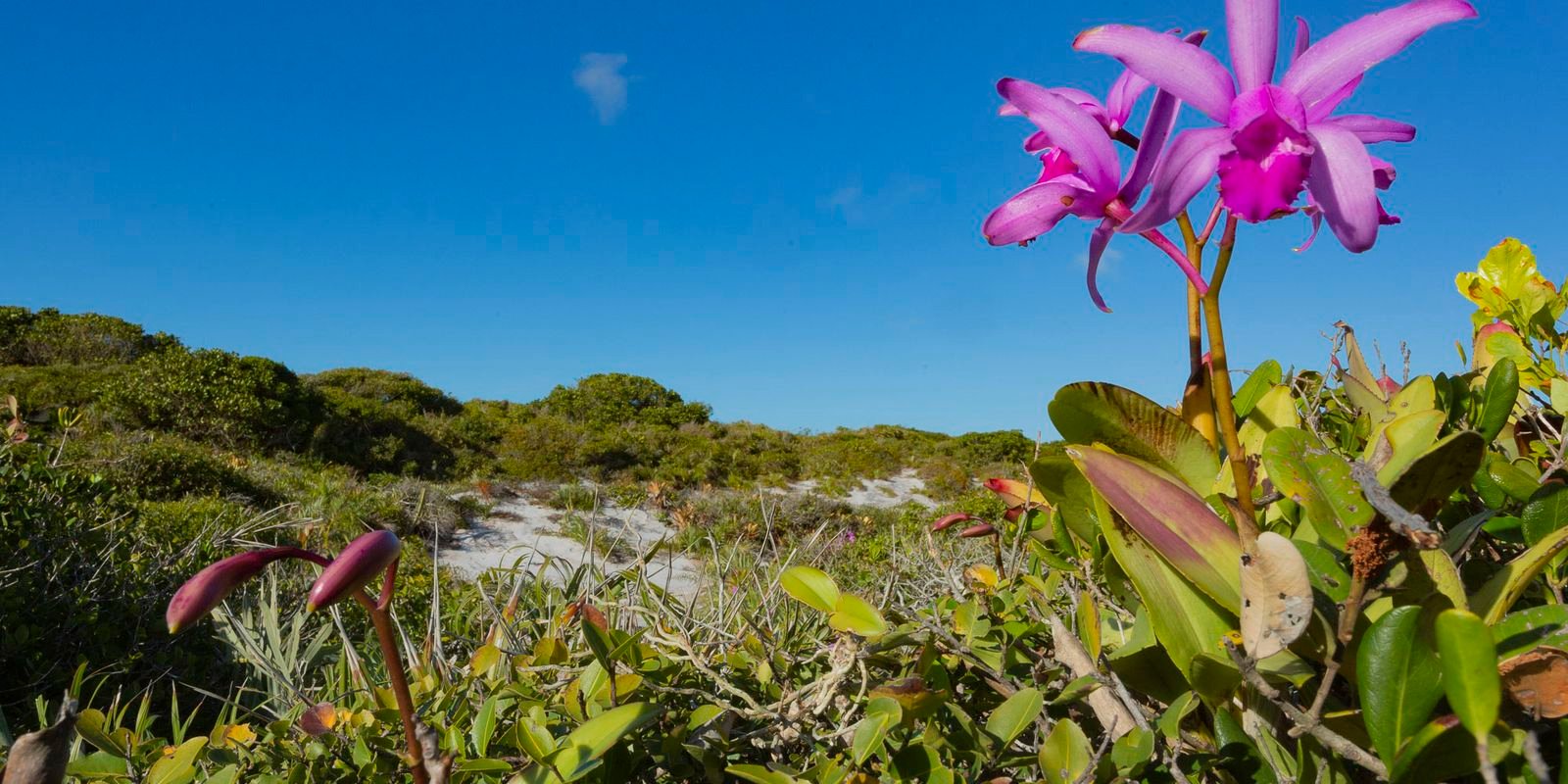 Inpe confirma redução de desmatamento na maioria dos biomas em 2024