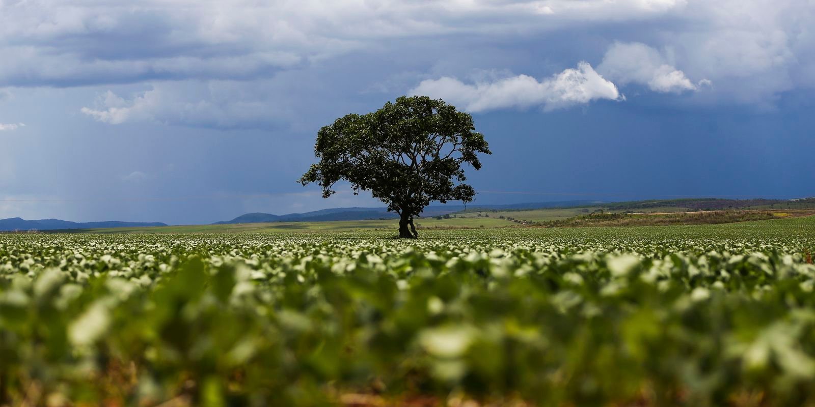 Crédito rural financiou R$ 92,4 bi em áreas com alertas ambientais