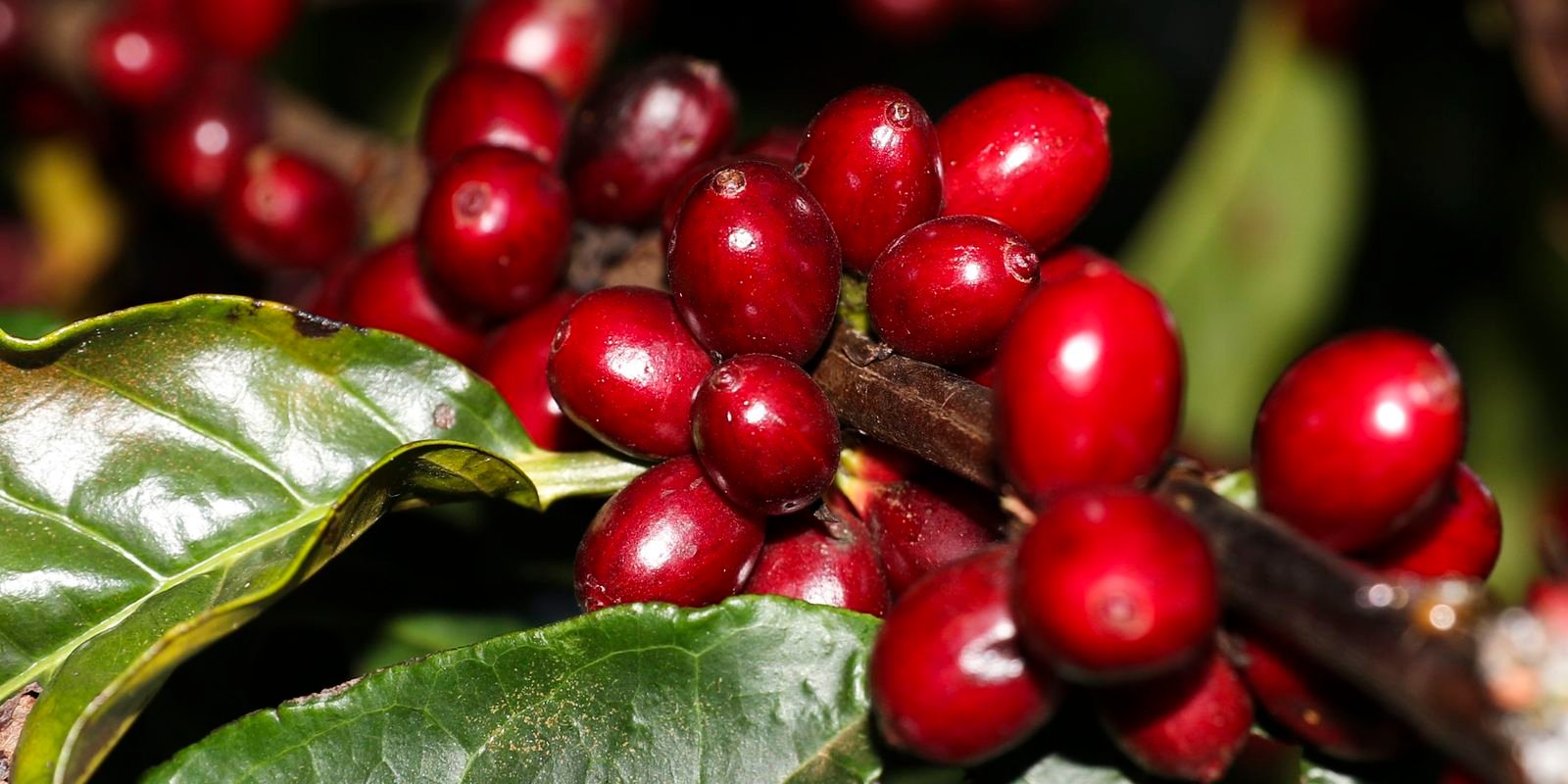 Aeronaves, óleo, café e carne estão fora do tarifaço imposto pelos EUA