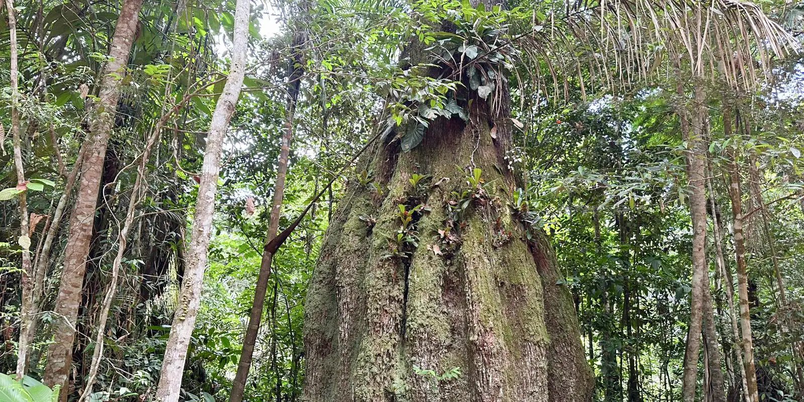 Amazonas ganha quatro reservas de desenvolvimento sustentável